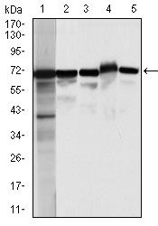 Moesin antibody [2C12]