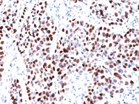 p21 Cip1 antibody [CIP1/823]