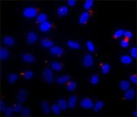 Tubulin (Acetyl Lys40) antibody [6-11B-1]