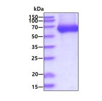 Human LBP protein, His tag