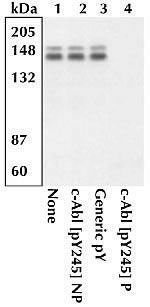 c-Abl (phospho Tyr245) antibody