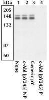c-Abl (phospho Tyr245) antibody