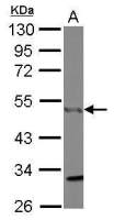 CtBP1 antibody [N2C2], Internal