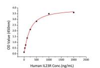 Human IL23 protein, His Tag