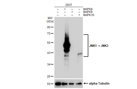 JNK1 + JNK3 antibody [GT1227]