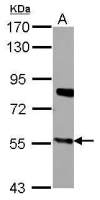 CYP27A1 antibody
