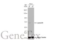Lamin B1 antibody