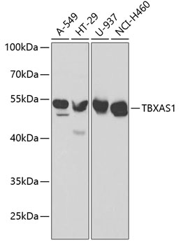 TXA synthase antibody
