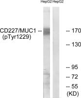 MUC1 (phospho Tyr1229) antibody