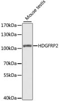 HDGFRP2 antibody