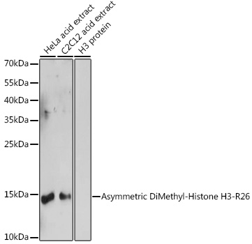 Histone H3R26me2 (Asymmetric Di-methyl Arg26) antibody
