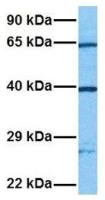 2'-PDE antibody, Internal