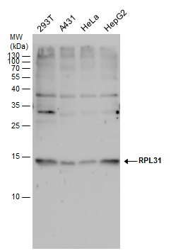 RPL31 antibody