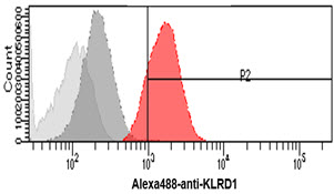 CD94 antibody [AT13E3]