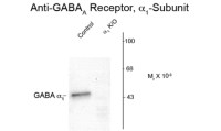 GABA A Receptor alpha 1 antibody, N-Term