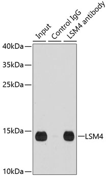 LSM4 antibody