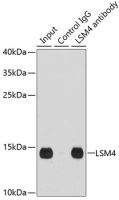 LSM4 antibody