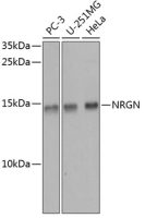 Neurogranin antibody