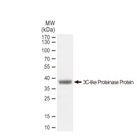 SARS-CoV-2 (COVID-19) 3CLpro (nsp5) protein, His and Avi tag