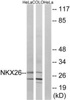Nkx2.6 antibody
