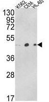ACTR3B antibody, C-term
