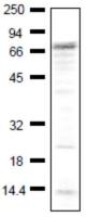 IGSF8 antibody