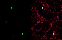 TLE4 antibody [C1C3]
