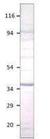 Aquaporin 12 antibody