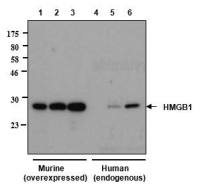 HMGB1 antibody [Giby-1-4]