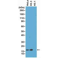 Histone H3.3 antibody [RM190]