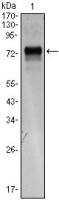 XBP1 antibody [1C4]