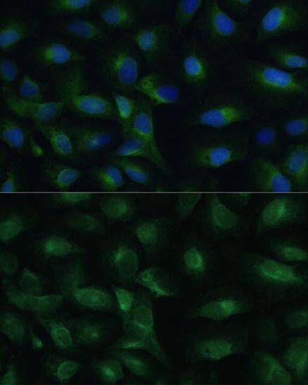 PGRMC1 antibody