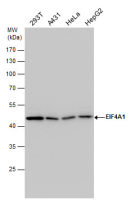 EIF4A1 antibody