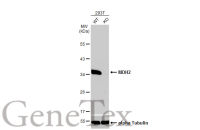 MDH2 antibody