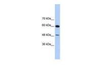 DAZAP1 antibody, C-term