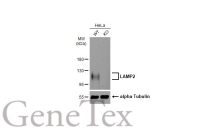 LAMP2 antibody