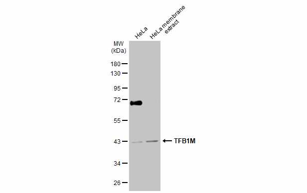TFB1M antibody