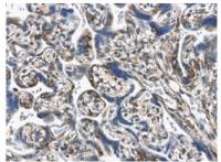 PDGFA antibody [6D35]