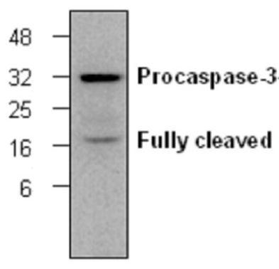 Caspase 3 antibody [C33]