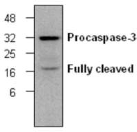 Caspase 3 antibody [C33]