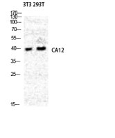 Carbonic Anhydrase XII antibody
