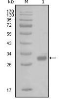 Thrombin Receptor antibody [6A7H10]