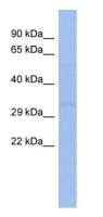 hCG beta antibody [WM16/71]