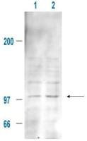MDM2 (phospho Ser185) antibody