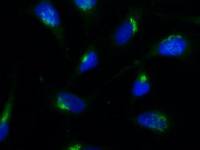 Giantin antibody [TA10] (ATTO-488)