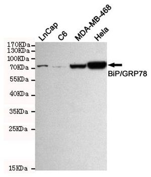 Grp78 antibody [9E4-2A7-H6]