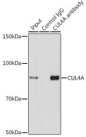 Cullin 4a antibody