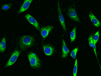 LRPAP1 antibody [009]
