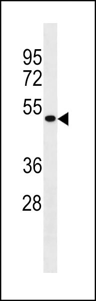MCIDAS antibody