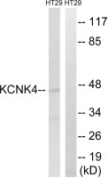 KCNK4 antibody